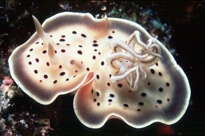 Chromodoris tritos